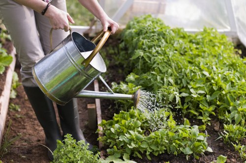 A person is watering a variety of garden plants and foliage in an outdoor garden space, using a metal watering can with a wooden handle. The garden features lush, green leafy plants arranged in beds along a soil pathway, with some small, well-maintained shrubs and a dense hedge line at the back. The scene appears to be in natural daylight, suggesting good weather conditions suitable for gardening. The garden setting includes a mix of textured soil and thriving plant life, with the leafy greens varying in shades from light to dark green. The individual’s hands, partially visible, are holding the watering can, indicating ongoing garden maintenance. This scene reflects typical gardening activities that Lawn Mowing Ealing may support, focusing on the care and cultivation of outdoor green spaces in the Ealing area, and demonstrates the importance of regular watering and plant health maintenance in garden landscaping and gardening services.